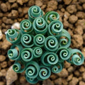 Frizzle Sizzle Albuca Plant Live 3.5 Inch Pot, Rare Spiraling Succulent for for Indoor Growing and Succulent Gardens