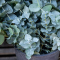 Eucalyptus Live Plant Fully Rooted, Fragrant Foliage Houseplant, Easy Care for Indoor and Outdoor, 2.5" Pot (Baby Blue Eucalyptus Tree)
