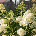 Well-Rooted Hydrangea Live Plant in 2.5 Inch Pot, Hydrangea Tree Shrub Bush Perennial Outdoor Planting (White)