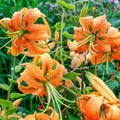 5 Turk Cap Lily Bulbs for Planting, Orange Flower, Summer Planting Outdoor