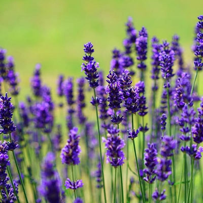 3 Lavender Plants Live Starter Plants Plugs 1-3" in Tall, Hardy Perennial Lavender for Garden and Landscape with Fragrant Purple Blooms, No Pot (Blue)