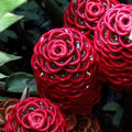 8 Red Awapuhi Shampoo Ginger Roots Rhizomes, 9 Months Old Roots, Fresh Zerumbet Zingiber Red Ginger Rhizomes Oudoor Planting, Pinecone Lily Ginger Flowers Cold Hardy