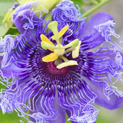 2 Abundant Bloom Curly Purple Passion Flower Plants Live, Passiflora Live Plant for Trailing, Climbing Trellis Outdoor, 5-9" in Tall, Perennial, Fragrant