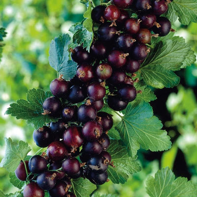 Gooseberry Currant Cross Gooseberry Plant Live for Planting, Edible Berries Starter Plant 5-9 Inc Tall