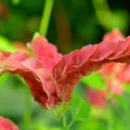 Set of 2 Red Shrimp Live Plants, Shrimp Flower, Justica Brandegeana Plant, 4-7 Inches Tall for Indoor or Outdoor Planting