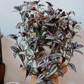 2 Zebrina Wandering Jew Plants Live Houseplants, Rooted Cuttings Tradescantia Live Plant for Décor, Fast-Growing and Easy to Grow, Starter Size
