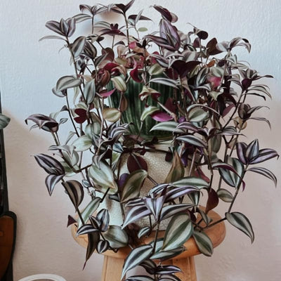 2 Zebrina Wandering Jew Plants Live Houseplants, Rooted Cuttings Tradescantia Live Plant for Décor, Fast-Growing and Easy to Grow, Starter Size