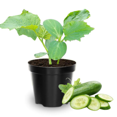 2 Cucumber Plants Live, Live Green Cucumber Plants, 3 to 5 Inches Tall, 4 Inches Pot, Cucumber Live Plants, Cucumber Seedling Plants for Growing