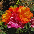 Climbing Roses Live Plant, Climbing Rose Plant Live, 5 to 7'' Tall, Fragrant Flower Bush Plants for Gardening (Orange Yellow)