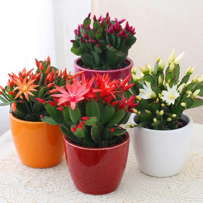 Random Easter Cactus Live Plant, Hardy Perennial Easter Cactus, Vibrant Blooming Spring Cactus, Indoor Houseplant, Flowering Holiday Cactus, 4–6 Inch Tall