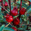 Red Roselle Hibiscus Live Plant in 4 Inch Pot, Sabdariffa Roselle Jamaican Flower Plant for Outdoor Planting, 4-6" Tall