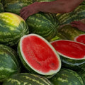 Red Watermelon Live Plant Seedling for Outdoor Garden and Home Growing, Fresh Watermelon Plant 3-6 Inch Tall, Fruit Plant in Pot