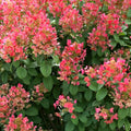 Rare Pink to Red Oakleaf Hydrangea Bush Plant Tree Live Shrub in Pot, Starter Plant 4 to 9 Inches, Hydrangea Tree, Dormant, Change Color Blooms