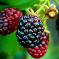 02 Sweet Boysenberry Plants Live for Planting, 4-6" Inch Tall for Outdoor Spring Planting