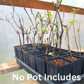 Well Rooted Black Grape Vine Plant, Seedless Black Grape Tree, Fruit Vine Plant Live in 2.5 Inc Pot