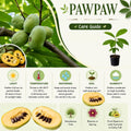 2 Pawpaw Trees Live Plants, Home Garden Fruit Tree, 4-6 Inch Tall