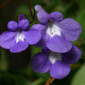 Pack of 4 Concord Blue Streptocarpella Plants Live, Common Flowers Starter Size 4-6", Streptocarpus False African Violet, Ladyslipper Primose Indoor Outdoor Planting