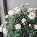 Mini Rose Bush Live Plant in 3.5'' Pot, Miniature Rose Plant Live, 3-5'' Tall, Mini Rose Plant, Live Flower Plant for Office and Home Decoration (Light Pink)