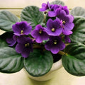 African Violet Plant, Purple African Violets Live Plants, 4 to 6 Inc Tall