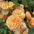 Pinky Apricot Orange Honey Rose Bush Plant Live Shrub, Climbing Rose Fragrant Rose Bushes Plant Live, Roses for Planting, Starter Size, 4 to 10 Inc Tall