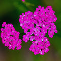 Pink Yarrow Plant Live, Quart Pot, 4 to 6 Inches Tall, Live Yarrow Plant Gardening