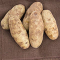 Russet Potato Seeds, 60 Seeds True Potato Seeds, Heirloom Vegetable Seeds for Growing