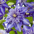 Clematis Vine Plant Live for Planting, Clematis Plants Live, 4 to 6 Inch Tall, 2.5 Inc Pot Well Rooted, Clematis Seeds Perennial, Blue Clematis Double Flower