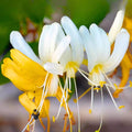 Climbing Honeysuckle Plant, Honeysuckle Plant Live, Fragrant Honeysuckle Plants Vine, Honeysuckle Bushes in 2.5 Inch Pot (Yellow White)