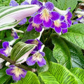 Purple Streptocarpus Plant Live, Ladyslipper Primrose Flowering Houseplant in 3.25 Inch Pot, Indoor Blooming Plants for Planting, 4-8 Inches