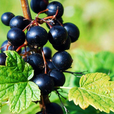 Currant Bush Live Plant, Currant Plant Live for Planting Sweet Current Plant Shrub, Currant Berries, 1 Year Bare Root, 6-12 Inch Tall (Black Currant)