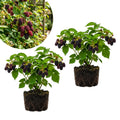 Set 2 Boysenberry Plants, Thornless Boysenberry Plants Live for Planting, 4-6 Inc Tall, Indoor Outdoor Growing