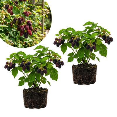 Set 2 Boysenberry Plants, Thornless Boysenberry Plants Live for Planting, 4-6 Inc Tall, Indoor Outdoor Growing