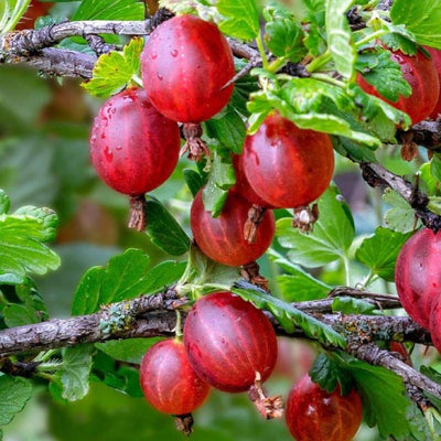 Gooseberry Plant Live for Planting, Gooseberry Bushes Live Plant 6 to 12 Inch Tall, Gooseberries Fruit