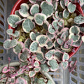 Variegated String of Hearts Plant Live, Pink String of Hearts Plant Live 4 Inches Pot, Live String of Hearts Plant, String of Hearts Succulent Plant, Succulent Live Plant