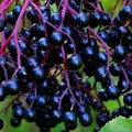 Elderberry Plant Live Tree Well-Rooted, 8 Months Old Starter Plant 6-12 Inches in Tall, Elderberry Shrub Cold Hardy, Sweet American Elderberries