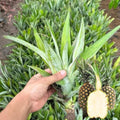 02 Pineapple Plants Live for Outdoor Full Sun Spring Planting, Cold Hardy Fruit Tree Starter from 4-6" in Tall, No Pot (Sugarloaf Pineapple)