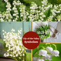 10 White Lily of The Valley Bulbs Rhizomes Roots, May Lilies Easy to Grow for Early Bloom, Cold Hardy, Bouquet and Home Décor
