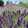 4 Lavender Plants Live Outdoor Indoor, Cold Hardy Fragrant Perennial Herb for Garden and Landscape, 4-8 Inch Tall (Mix Lavender)