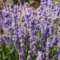 2 Lavender Live Plants, Fragrant Lavender Flowering Herb Plants, 4-8" Tall, Well Rooted for Gardens, Containers and Landscaping