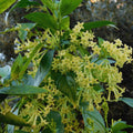 Jasmine Flower Plant Live, Night Blooming Jasmine Plant from 3 to 6 Inches Tall, Jasmine Live Plant, 4 Inc Potted