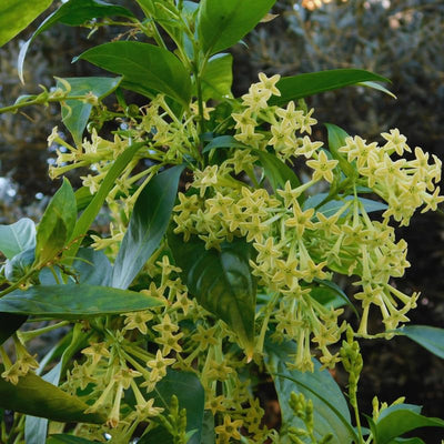 Jasmine Flower Plant Live, Night Blooming Jasmine Plant from 3 to 6 Inches Tall, Jasmine Live Plant, 4 Inc Potted