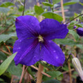 Clematis Vine Plant Live for Planting, Deep Purple Clematis Plant Live in 2.5 Inches Pot, Clematis Flowers Perennial