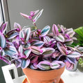 Wandering Jew Plant Live, Pink Tradescantia Nanouk in 2-Inch Pot, Colorful Trailing Indoor Houseplant, Tradescantia Vine