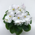 African Violet Plant, Live African Violet Flowers in 4'' Pot, Low-Maintenance Indoor Flowering Plant with Vibrant Blooms (White Blooms)
