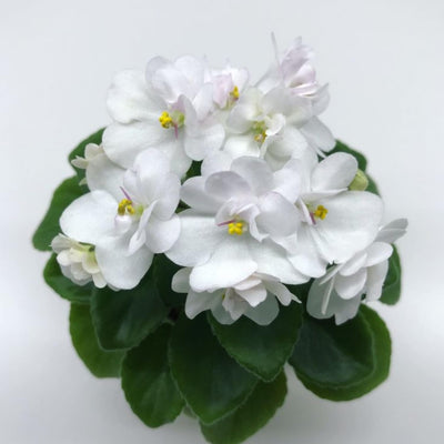 African Violet Plant, Live African Violet Flowers in 4'' Pot, Low-Maintenance Indoor Flowering Plant with Vibrant Blooms (White Blooms)