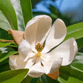 Sweetbay Magnolia Tree Live Plant for Planting, Magnolia Plant Live 8 to 14 Inches Tall, in Quart Pot, White Magnolia Bush Fragrant Magnolia Flowers
