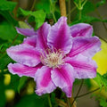 Pink Clematis Live Plant in 2.5" Pot, Flowering Climbing Clematis Vine Starter for Outdoor Garden and Trellis, Well Rooted