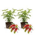 Set of 2 Red Shrimp Live Plants, Shrimp Flower, Justica Brandegeana Plant, 4-7 Inches Tall for Indoor or Outdoor Planting