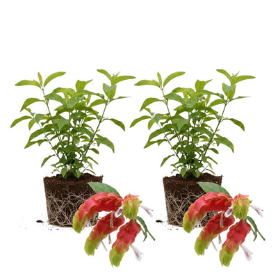 Set of 2 Red Shrimp Live Plants, Shrimp Flower, Justica Brandegeana Plant, 4-7 Inches Tall for Indoor or Outdoor Planting