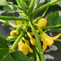 3 Squash Plants Live, Yellow Squash Plant, 4 to 6 Inc Tall Vegetable Plant Pot Starter Plant